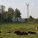 Grazing cattle. Windmill in the background.
Grazende koeien in een weiland. Windmolen op de achtergrond.