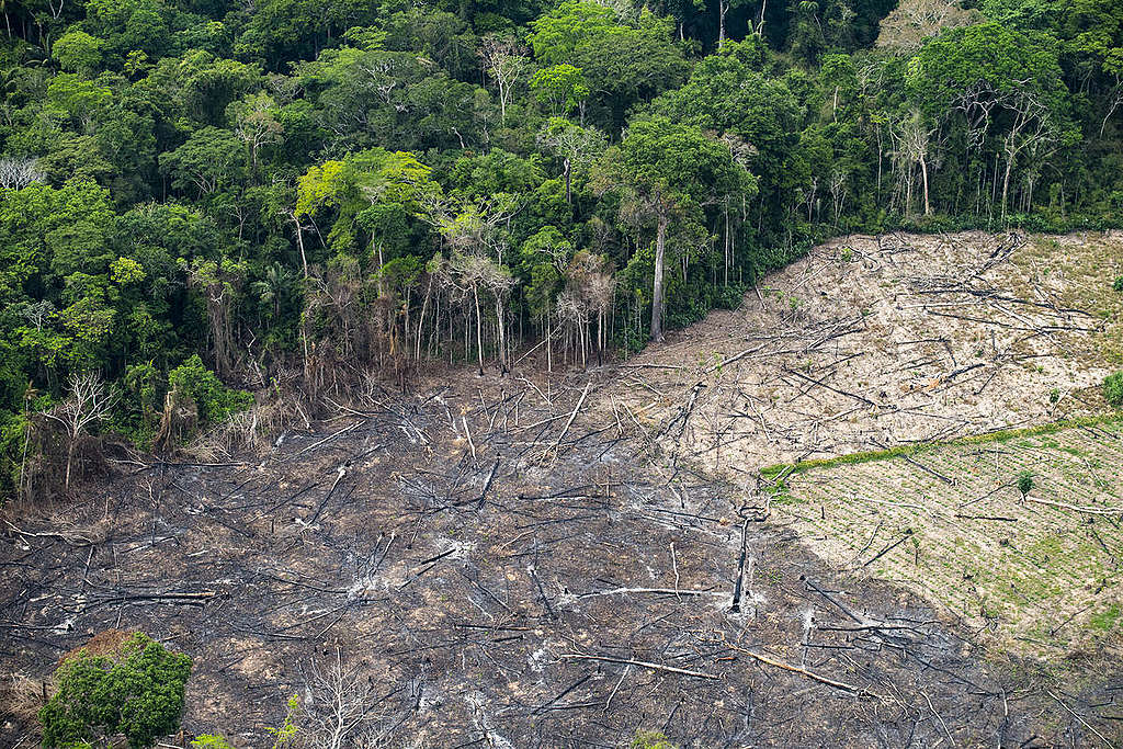 e wordt bedreigd door houtkap - Greenpeace Nederland