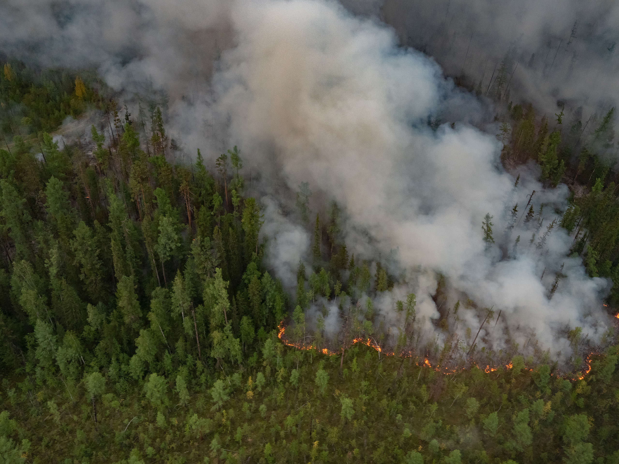 сибирский характер пожар. пожар в чунском районе. лесные пожары в сибири 2019 год. пожар в усть-илимске сегодня. сибирский характер пожар.