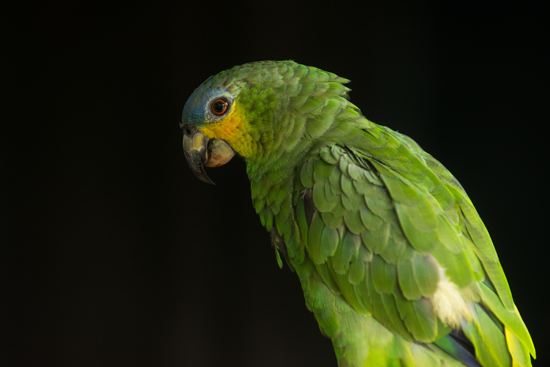 Wat is biodiversiteit en waarom is de Amazone zo belangrijk?
