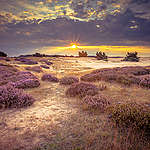 Heathland and shifting sands in national park de Hoge Veluwe around sunset under a clouded sky in August. Vintage retro look.