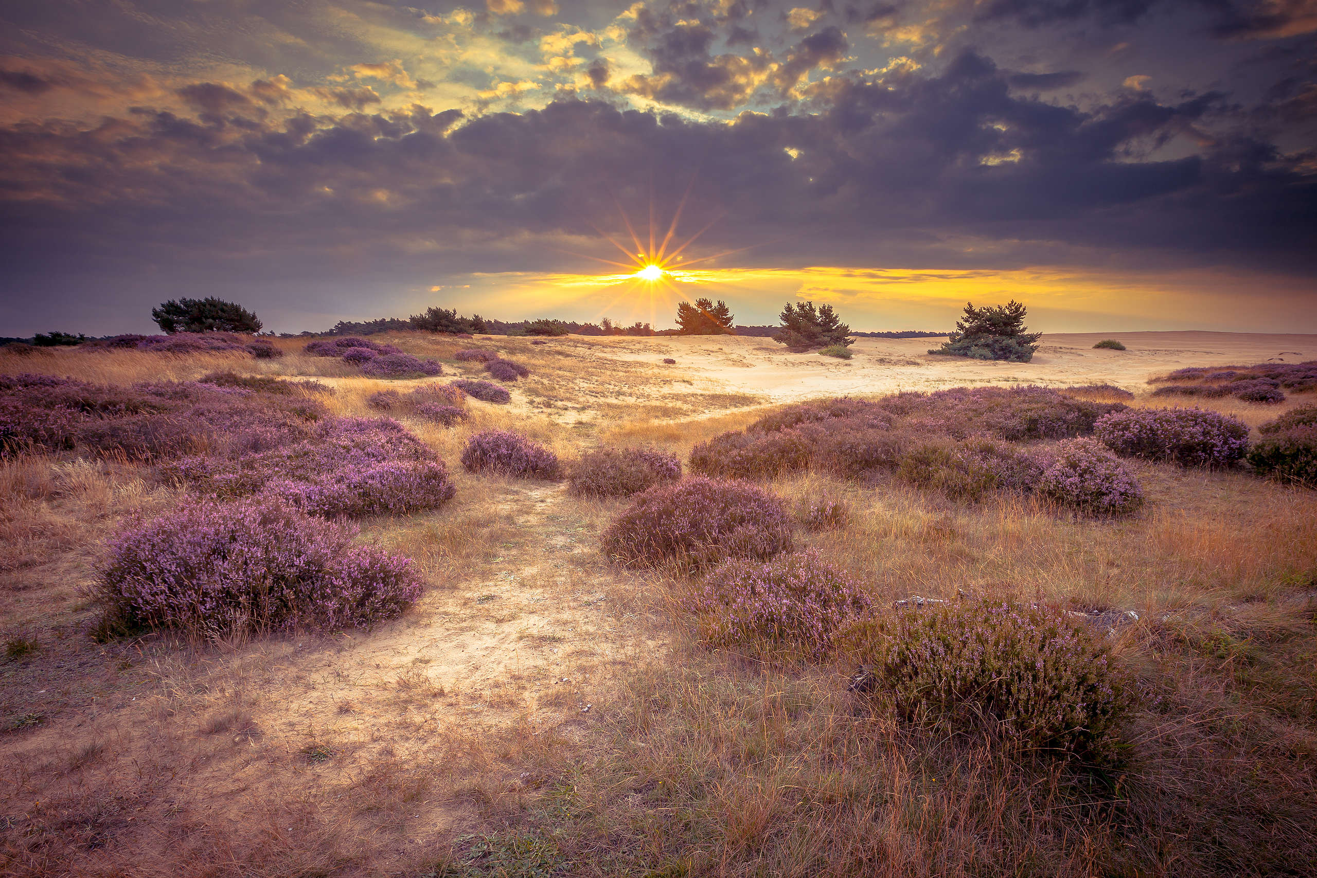 De Hoge Veluwe