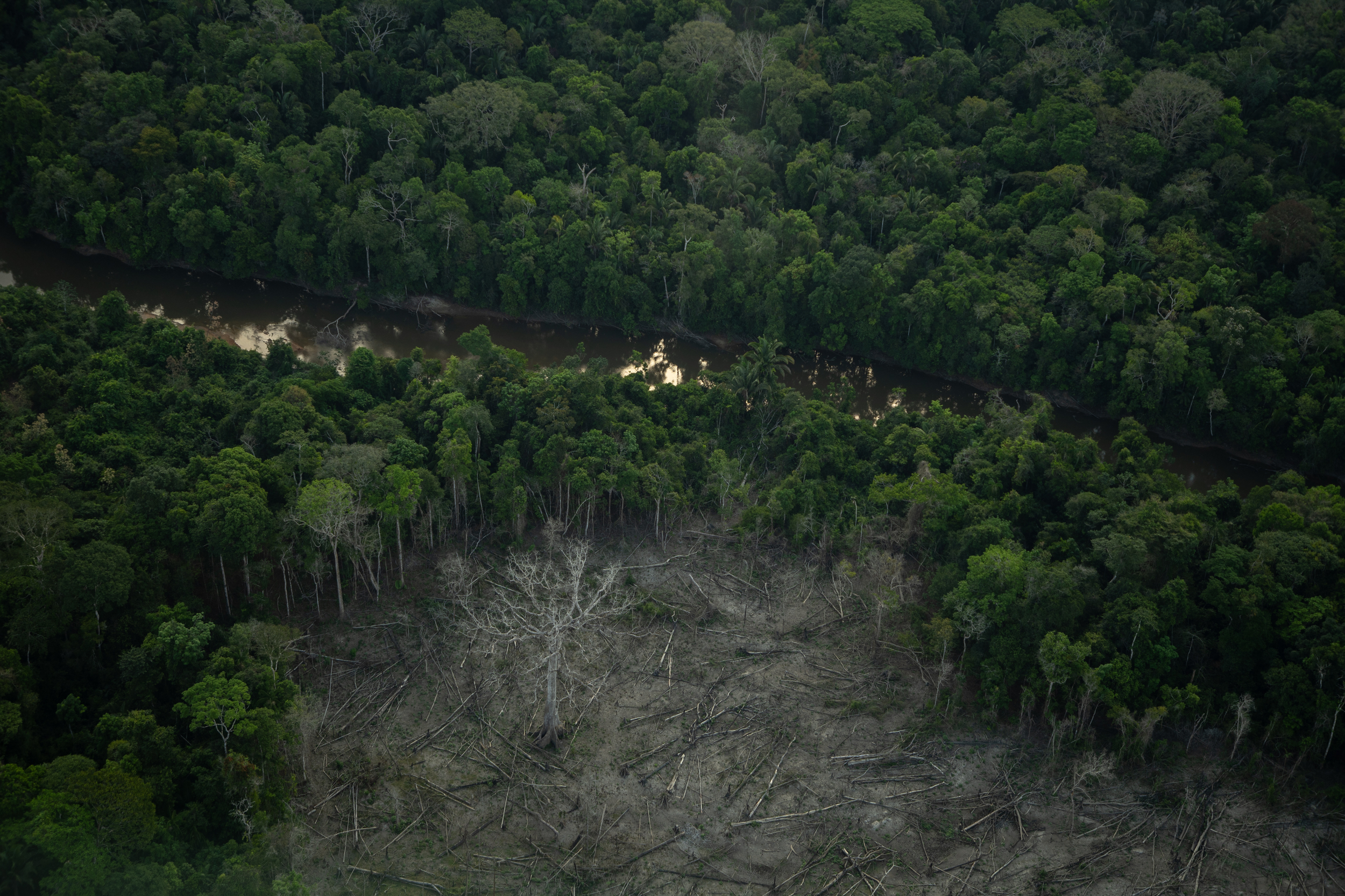 e wordt bedreigd door houtkap - Greenpeace Nederland