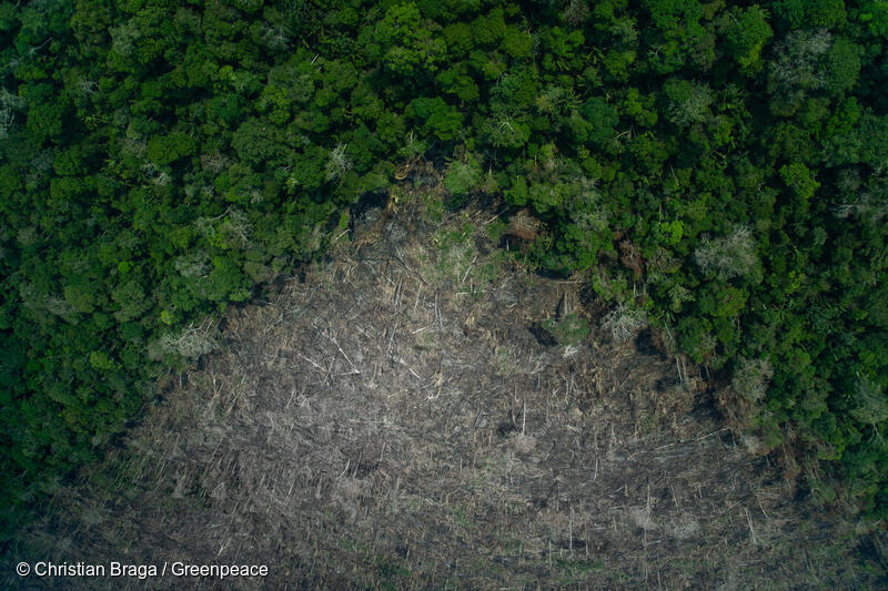 e wordt bedreigd door houtkap - Greenpeace Nederland