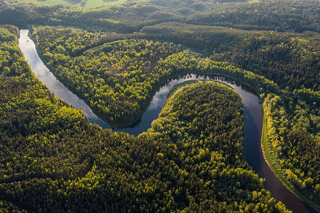 Amazone ontbossing