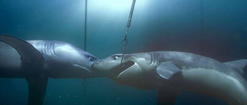 Haaien bedreigd: baby haaien in gevaar door vistechnieken - Greenpeace Nederland