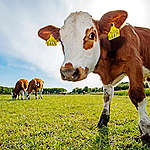 Cows in a pasture at biodynamic farm Hoeve Biesland in the Netherlands.
Koeien in het weiland bij biologisch dynamisch boerenbedrijf Hoeve Biesland.