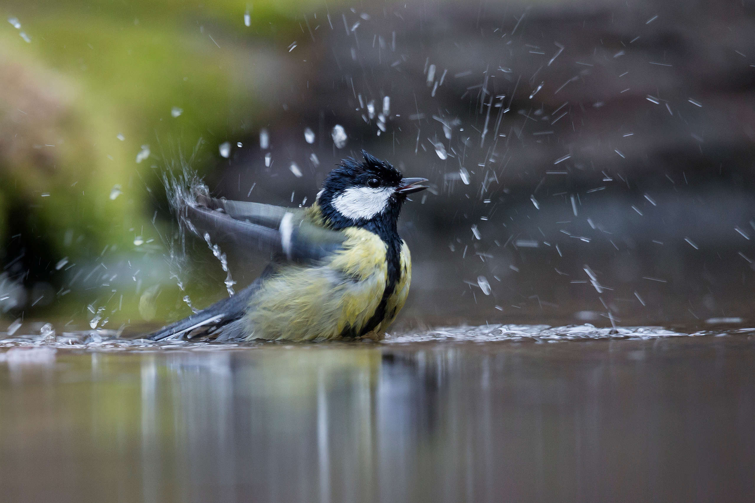 Namens miljoenen Nederlanders roepen 63 organisaties het kabinet op om  door te pakken op natuurherstel
