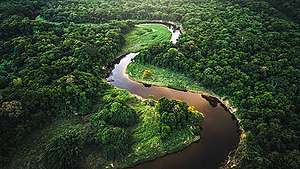 10 redenen om het Amazonewoud te beschermen | Greenpeace Nederland ...