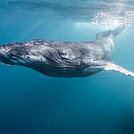 A beautiful shot of an incredible humpback whale.