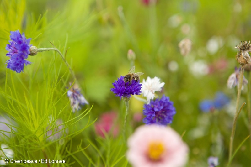 belang van de natuur voor bestuiving