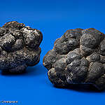 Manganese nodules in a studio shoot. Also called polymetallic nodules, these structures are mineral concretions found on the sea bottom. Valuable metals and rare earth minerals are formed in concentric layers around a core. The composition of manganese nodules varies depending on the place where they were formed. The area, with most interest in deep sea mining, is in the Clarion Clipperton Zone that holds a large inventory of polymetallic nodules.
