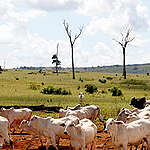 Natuurverwoesting voor rundvlees, Brazilië