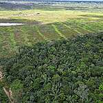 Ontbossing in Amazonewoud, mede mogelijk gemaakt door Rabobank