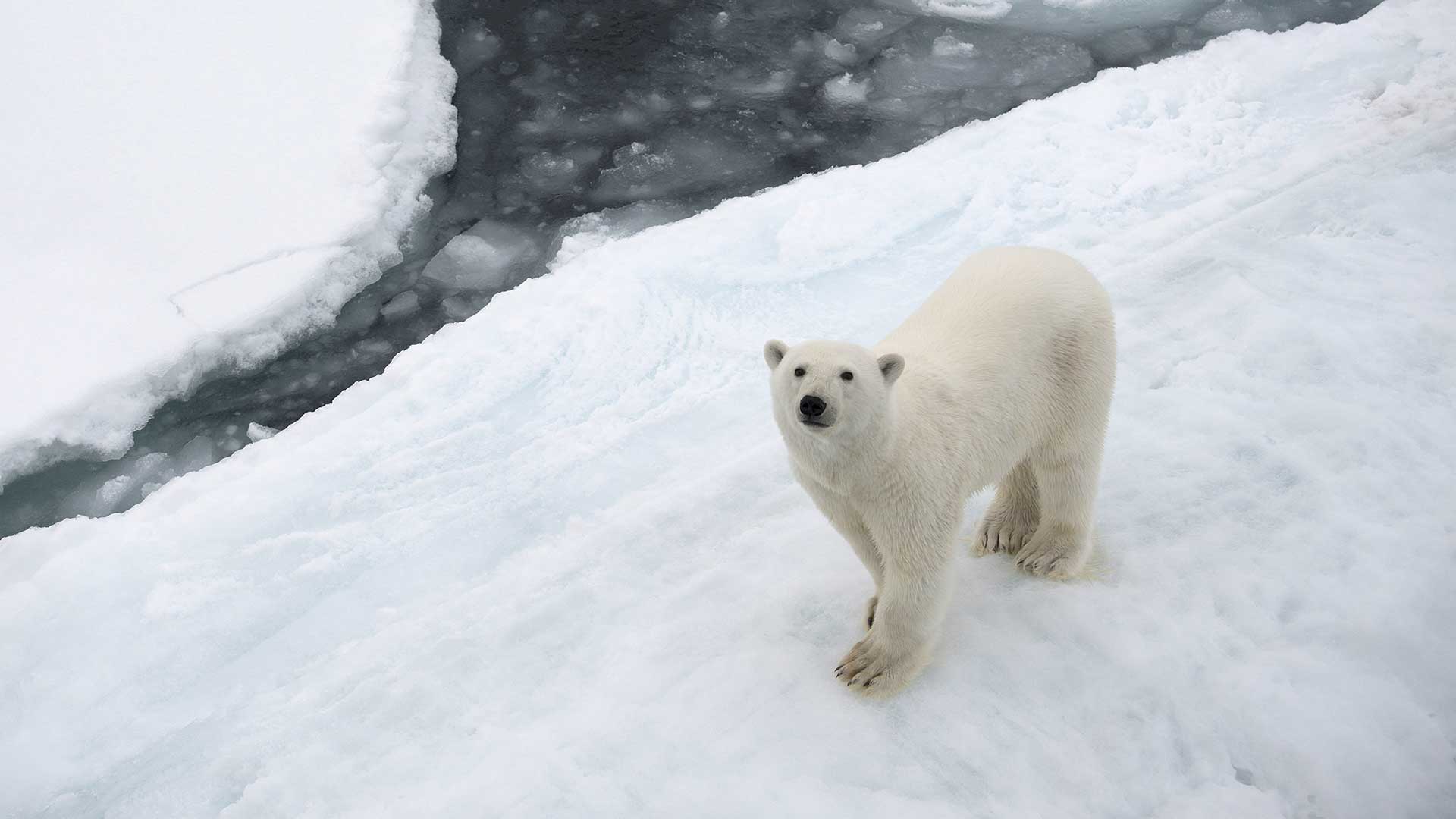 Polar bears impacted by climate change. Seen from the Greenpeace ship during an expedition to document the lowest sea ice level on record.