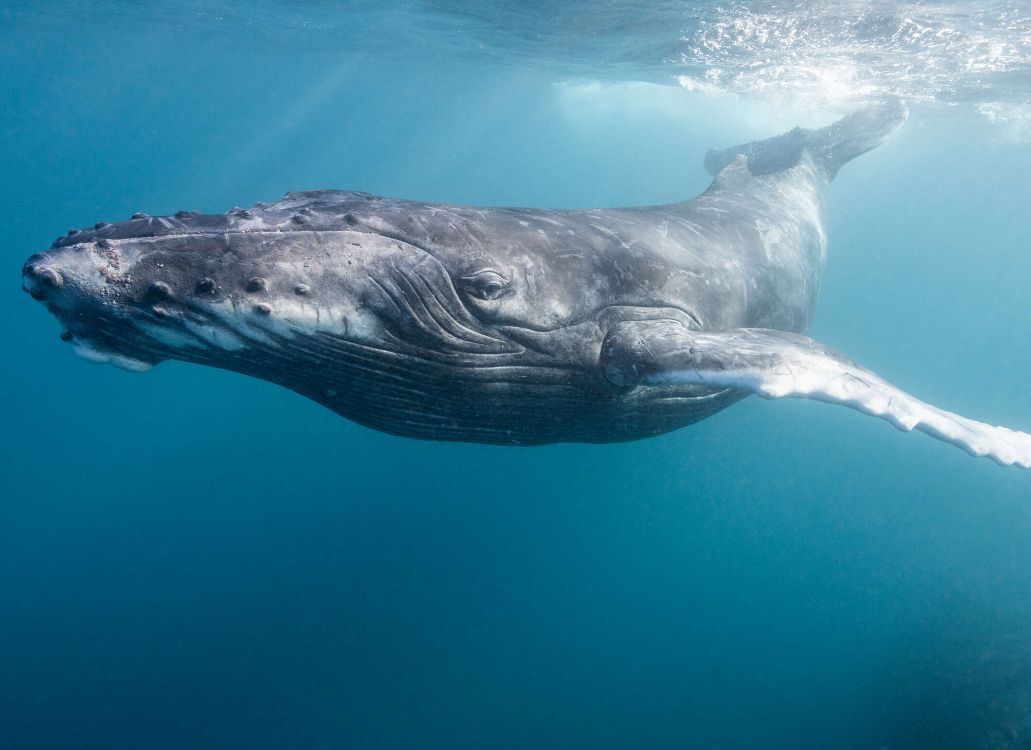 Bultrugwalvissen in de noordelijke Pacifische Oceaan staan onder druk door klimaatverandering. Bultrugwalvissen in de noordelijke Pacifische Oceaan staan onder druk door klimaatverandering.