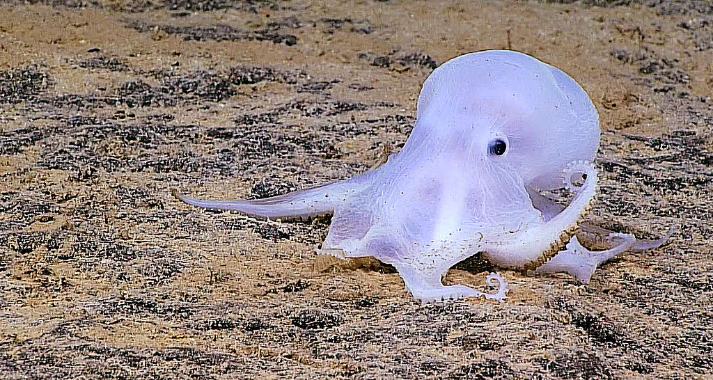 8 nadelen van diepzeemijnbouw: waarom de oceaan geen mijnbouwgebied mag worden