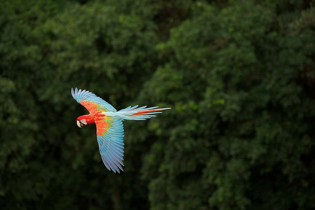 Ara Parrot in Brazilian Rainforest. © Markus Mauthe / Greenpeace Ara Parrot in Brazilian Rainforest. © Markus Mauthe / Greenpeace