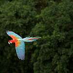 Ara parrot, Mato Grosso do Sul, Bonito, Brazil.