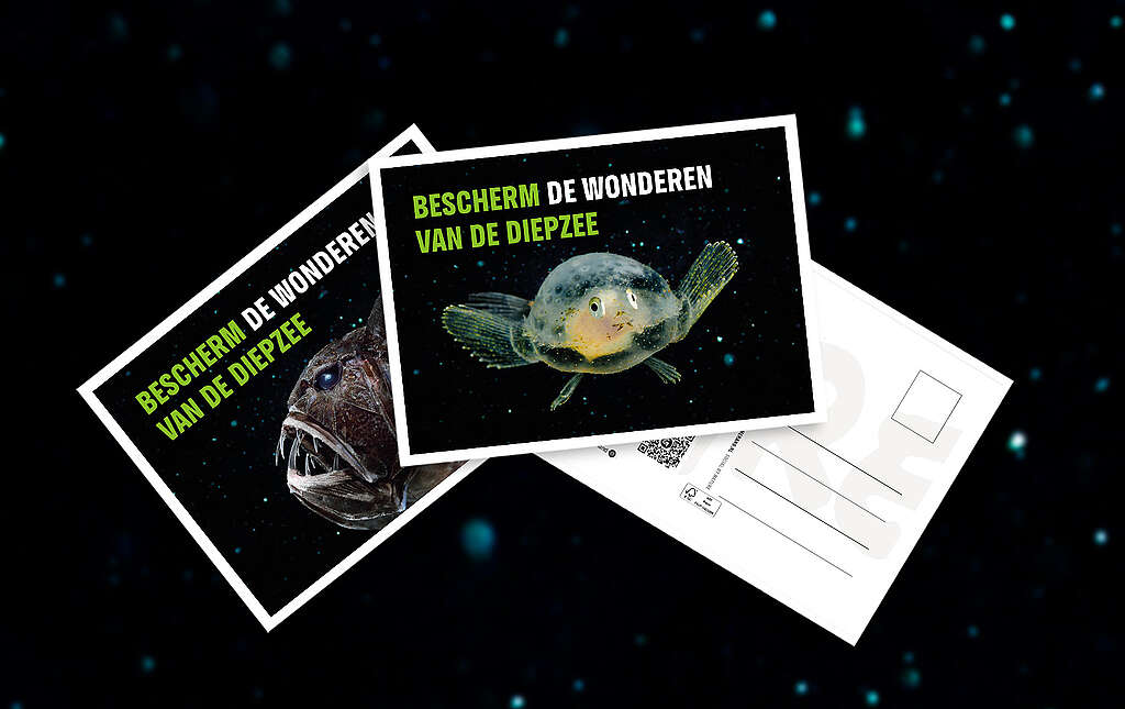 https://www.greenpeace.org/static/planet4-netherlands-stateless/2024/11/09e0d1fa-website-stuur-een-kaartje3-1024x645.jpg