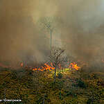 Forest fire in a deforested area in an undesignated public forest in Altamira, Pará state.
Every year, Greenpeace Brazil flies over the Amazon to monitor deforestation build up and forest fires. From July 29th to 31st, 2021, flights were made over points with Deter (Real Time Deforestation Detection System) and Prodes (Brazilian Amazon Satellite Monitoring Project) warnings, besides heat spots notified by Inpe (National Institute for Space Research), in the states of Amazonas, Rondônia, Mato Grosso and Pará.
Queimada em área desmatada de floresta pública não destinada em Altamira, Pará.
Todos os anos o Greenpeace Brasil realiza uma série de sobrevoos de monitoramento, para acompanhar o avanço do desmatamento e das queimadas na Amazônia. De 29 a 31 de julho de 2021, monitoramos pontos com alertas do Deter e Prodes, além de pontos de calor, do Inpe, nos estados do Amazonas, Rondônia, Mato Grosso e Pará