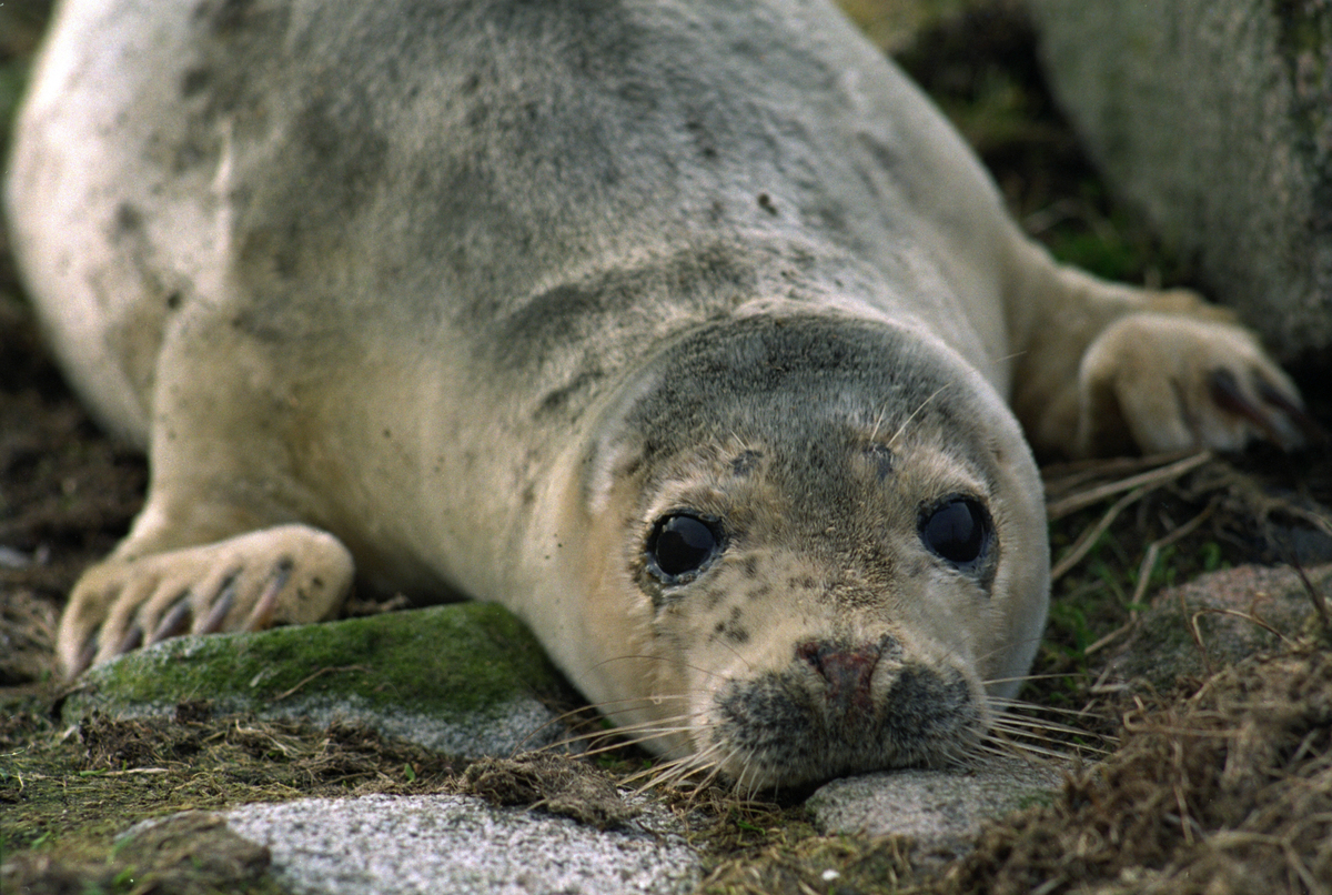 Grey seal on island of Rona © Greenpeace / David Sims. UK. © Greenpeace / David Sims Grey seal on island of Rona © Greenpeace / David Sims. UK. © Greenpeace / David Sims