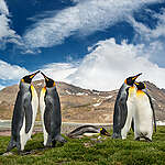 A colony of penguins in the Antarctic.