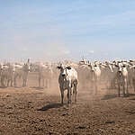 A cattle ranch in the Marabá municipality, southern Pará state. Cattle ranching is the biggest cause of deforestation in the Amazon, and nearly 80 per cent of deforested areas in Brazil are now used for pasture, fueling also the fight over the land between cattle ranchers and landless peasants.