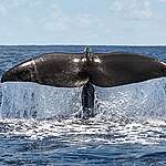 A sperm whale dives on the edge of the Saya de Malha Bank in the Indian Ocean.

The Saya de Malha Bank is part of the Mascarene Plateau and located between Mauritius and Seychelles in the Indian Ocean. It is the largest seagrass meadow in the world and one of the biggest carbon sinks in the high seas. A team aboard the Greenpeace ship, Arctic Sunrise are on an expedition to the bank to contribute to a better understanding of the wildlife and diversity of the region and make the case for this area to be protected.