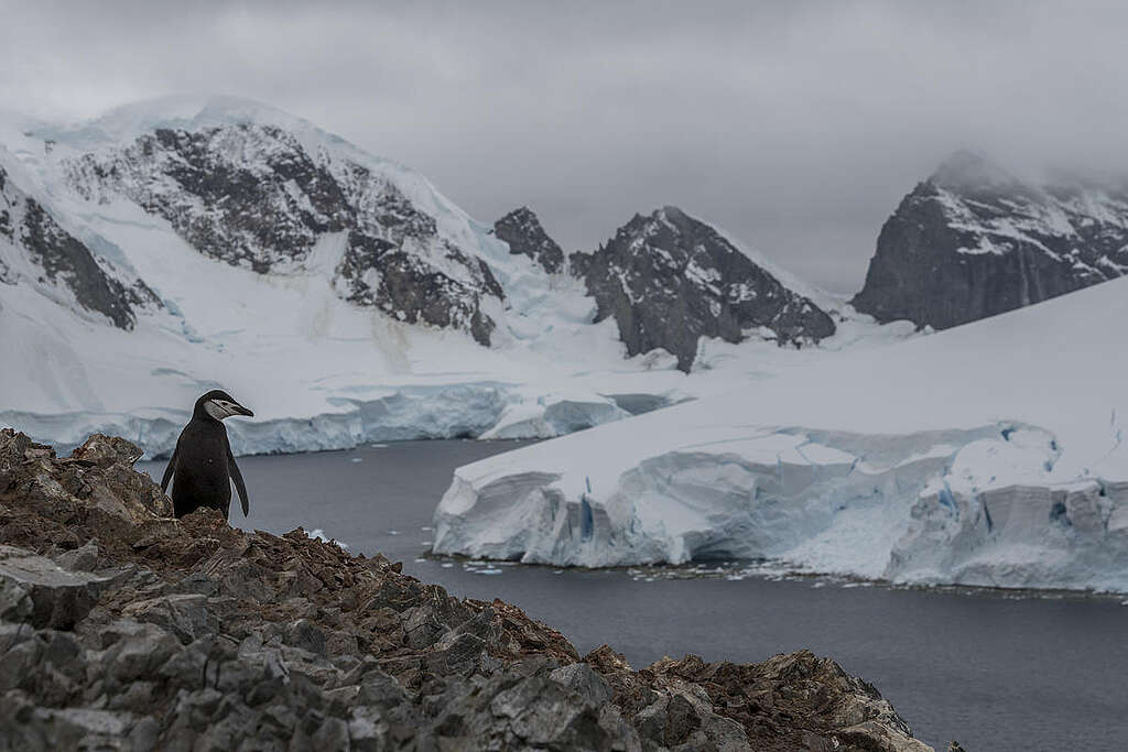 Greenpeace: Arctic biodiversity under threat due to deep sea mining