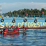 Slecht nieuws voor onze bossen: een giftige handelsdeal en de strijd om de bossenwet