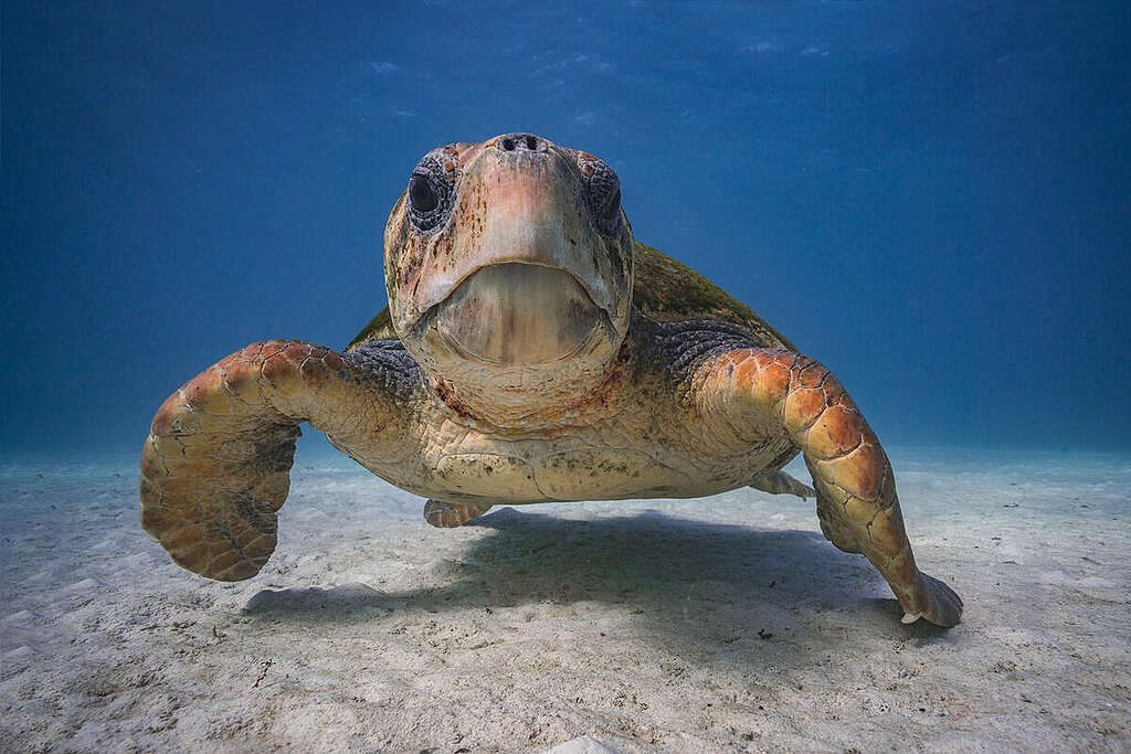 Loggerhead Turtle on Ningaloo Reef. © Greenpeace / Lewis Burnett