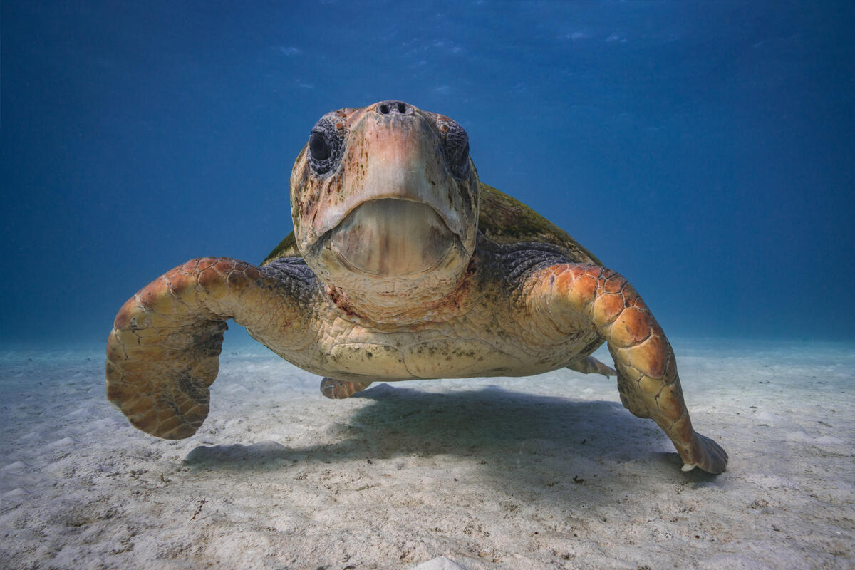 Loggerhead Turtle on Ningaloo Reef. &copy; Greenpeace / Lewis Burnett