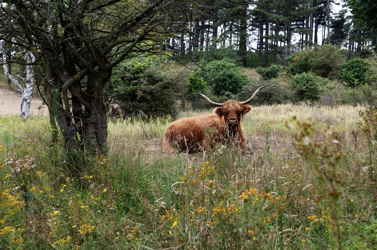 Scottish Highlander in the Netherlands. © Marten  van Dijl / Greenpeace