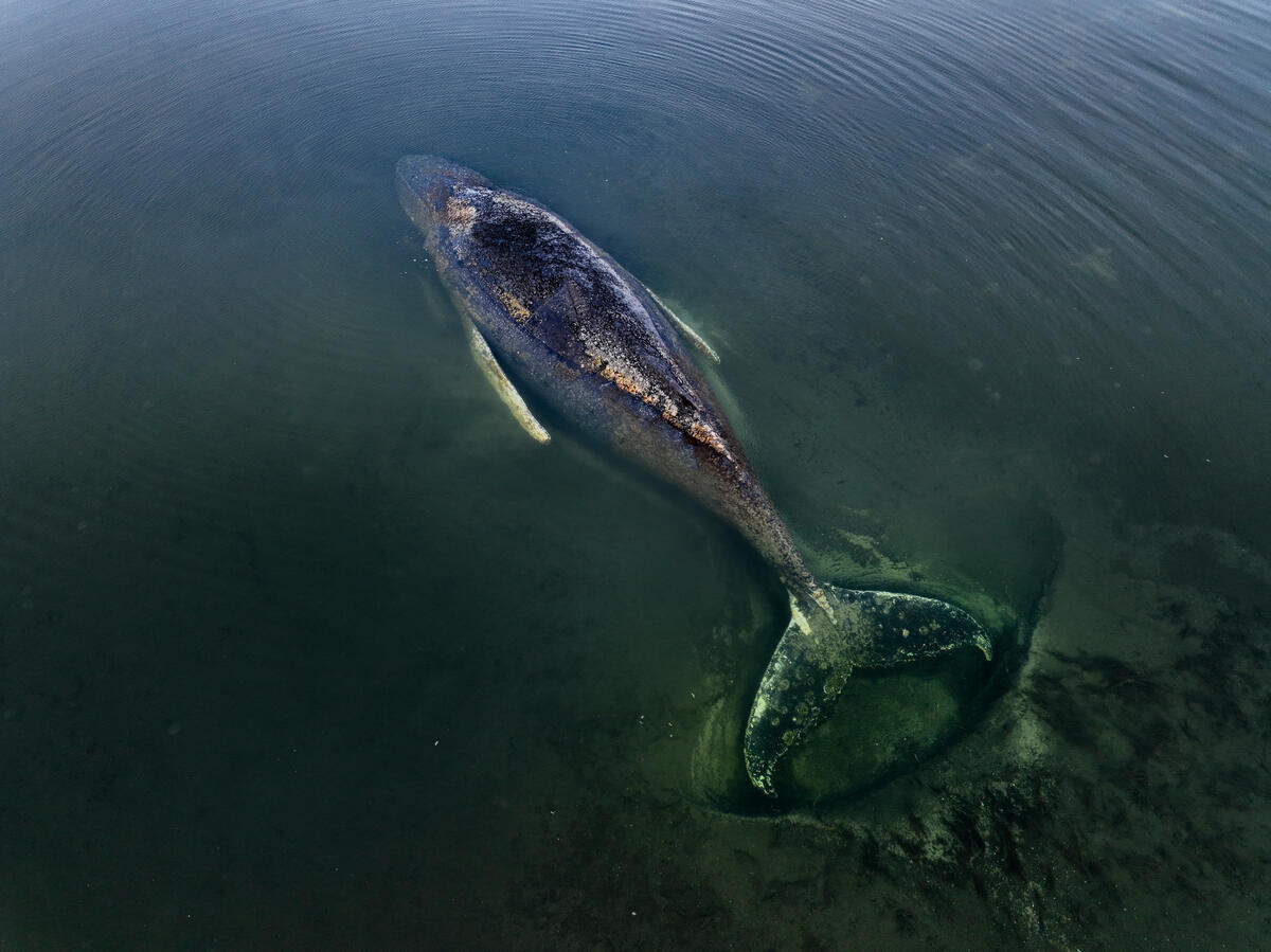 Stranded Humpback Whale in the Baltic Sea &ndash; April 1. &copy; Florian Manz / Greenpeace