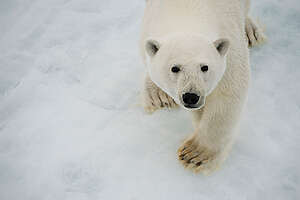 Polar Bear in the Arctic. &copy; Daniel Beltr&aacute; / Greenpeace