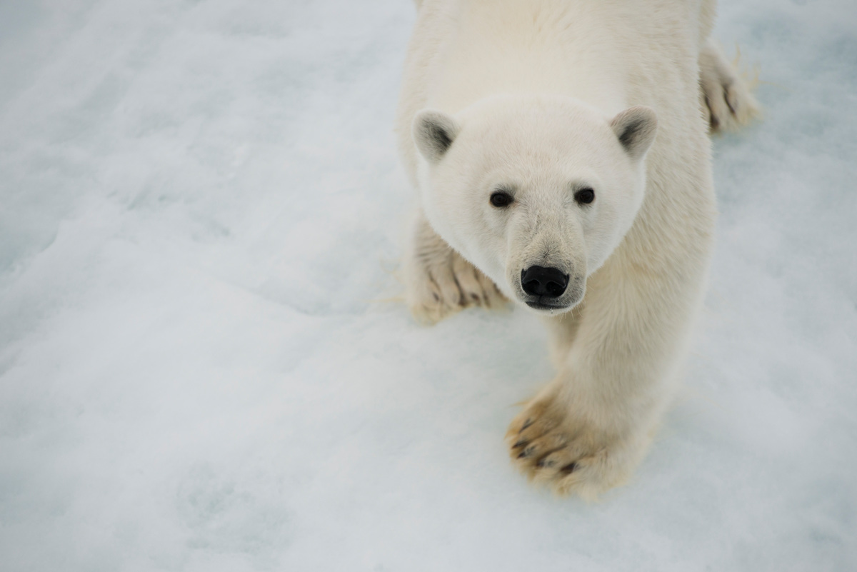 Polar Bear in the Arctic. &copy; Daniel Beltr&aacute; / Greenpeace