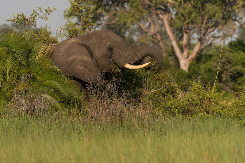 Elephant in Okavango Delta in BotswanaLandschaften und Tiere in Afrikas Sueden Extreme droogte door El Nino raakt mens en dier. In 2024 stierven olifanten door de droogte in Zimbabwe