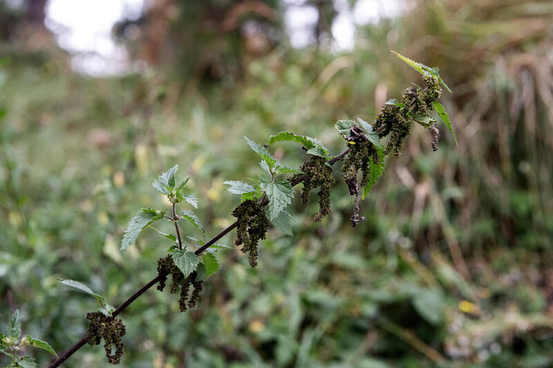 Nitrogen Problems in the Netherlands
Stikstofproblematiek in Nederland brandnetels groeien er goed op