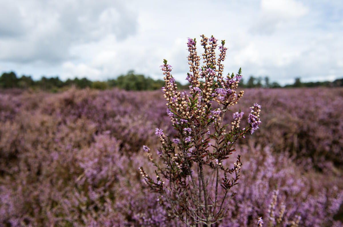 Heather also Suffers from Nitrogen Precipitation in the Netherlands Dutch nature is becoming quieter and emptier. Too much nitrogen precipitation is a major cause of this. Nitrogen itself is harmless and invisible, but too much nitrogen causes harmful processes to take place that disturb the healthy balance in the air and soil.
Heather also suffers from nitrogen precipitation. It causes nettles, brambles and grasses to grow profusely.