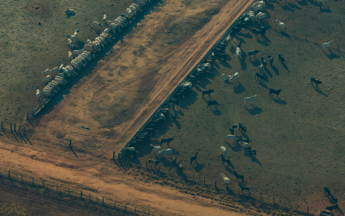 Greenpeace Brazil documented how the Farm Nova Orleans, a massive property marked by embargoes and illegal deforestation, and the small rural property Chácara Rancho Alegre form a cattle laundering scheme that supplies JBS and threatens the Amazon.
Aerial images highlight the stark contrast in scale between the two properties, as well as the differences in their cattle ranching infrastructure.