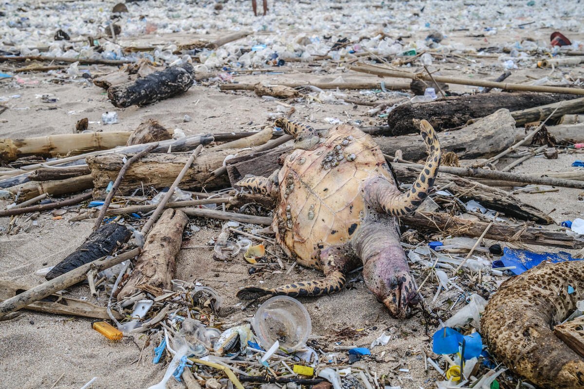 A dead body of sea turtle stranded after it is carried away by the wave on Bali's iconic Kuta beach that is buried by plastic rubbish during monsoon season in Denpasar, Bali. Bali's beaches are being strewn by plastic rubbish which is becoming an annual event due to the monsoon weather,  poor waste management and a global marine pollution crisis.