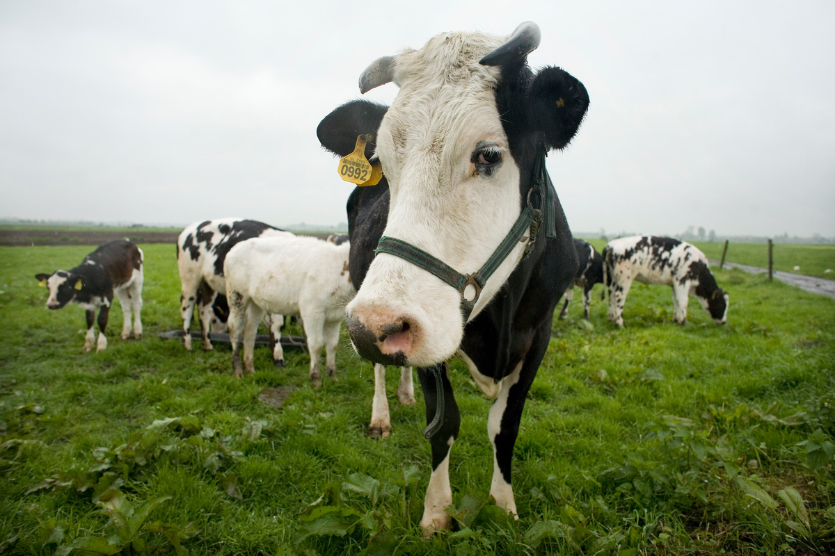 Organic Farming Route through Utrecht Cows from ecological farmhouse "de Groene Geer" near Leerdam