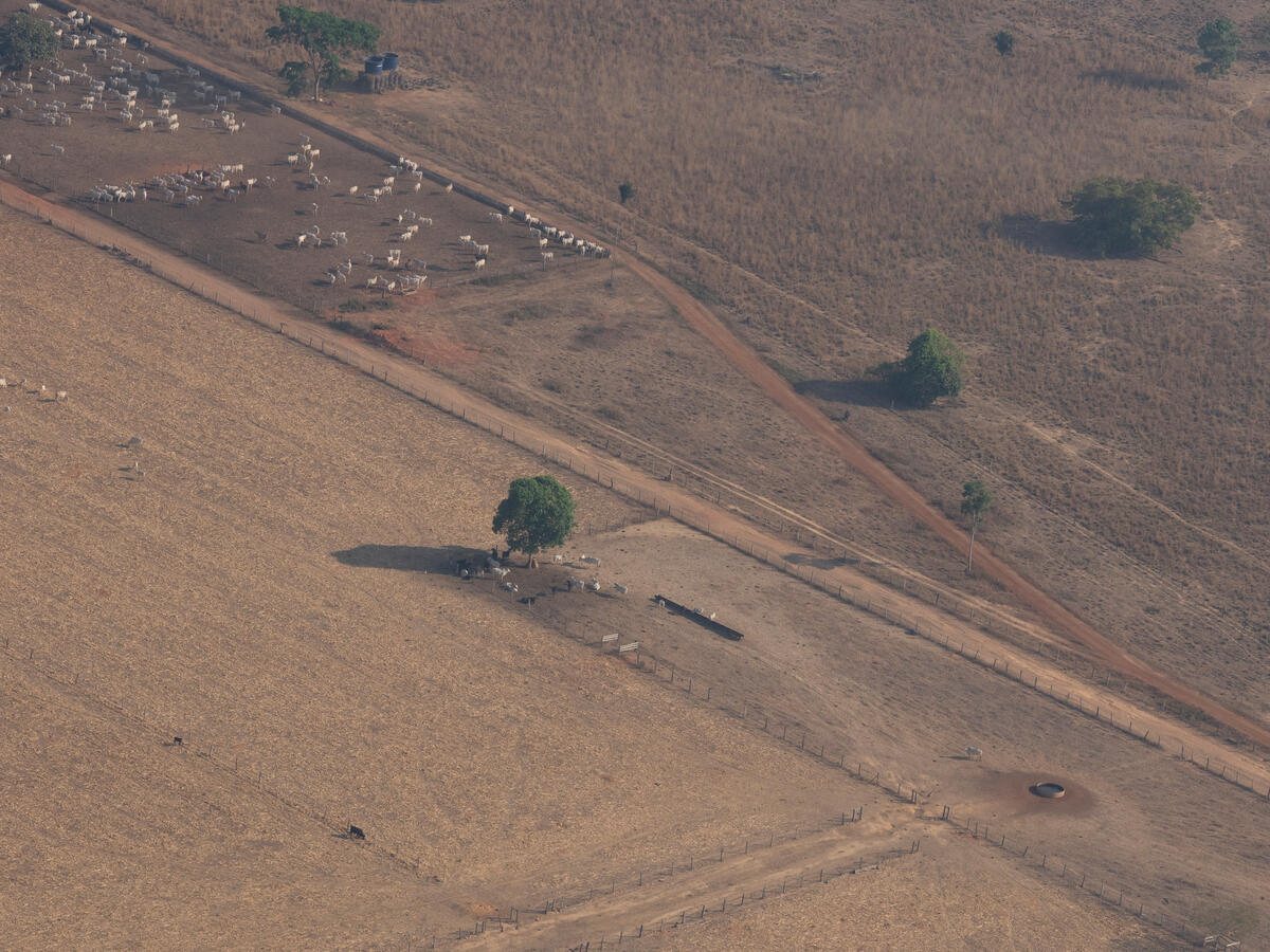 Farm New Orleans in the Amazon Greenpeace Brazil documented how the Farm Nova Orleans, a massive property marked by embargoes and illegal deforestation, and the small rural property Chácara Rancho Alegre form a cattle laundering scheme that supplies JBS and threatens the Amazon.
Aerial images highlight the stark contrast in scale between the two properties, as well as the differences in their cattle ranching infrastructure.