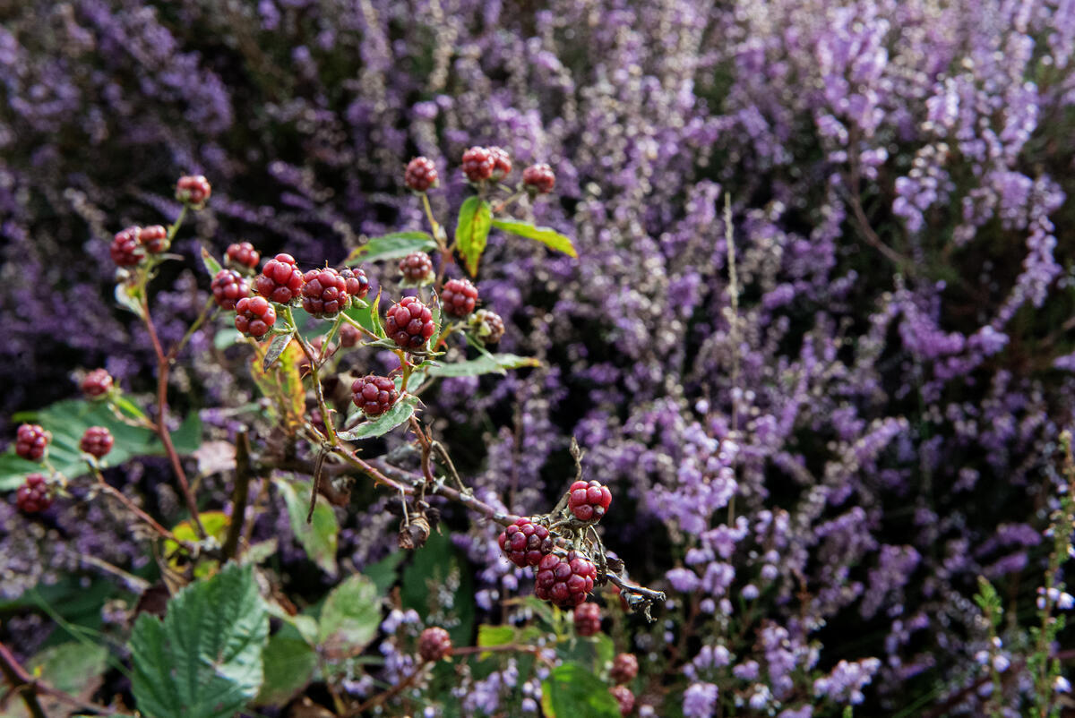 Heather also Suffers from Nitrogen Precipitation in the Netherlands Berries in a field with heather.
Dutch nature is becoming quieter and emptier. Too much nitrogen precipitation is a major cause of this. Nitrogen itself is harmless and invisible, but too much nitrogen causes harmful processes to take place that disturb the healthy balance in the air and soil.
Heather also suffers from nitrogen precipitation. It causes nettles, brambles and grasses to grow profusely.