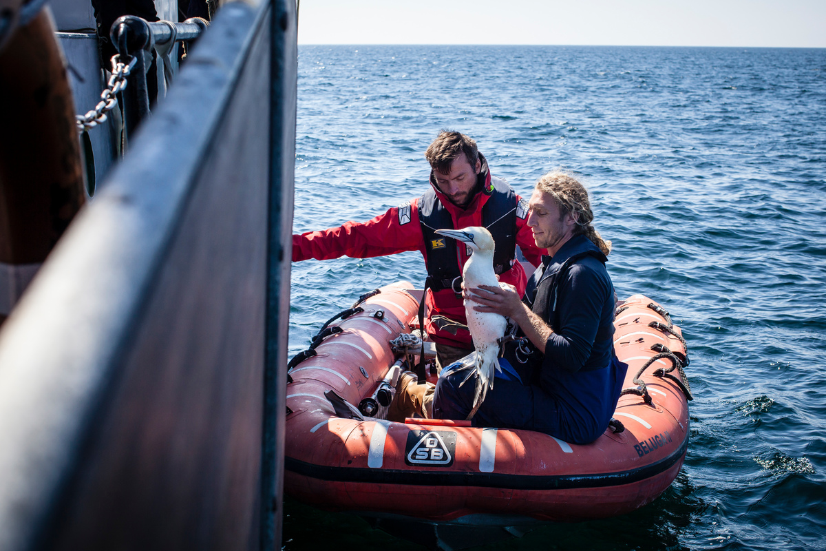 Greenpeace crew members find a gannet entangled with plastic in the Treshnish Isles, Scotland. They manage to capture the bird and remove the plastic and then release it.
Greenpeace has brought its ship the Beluga II on an expedition of scientific research around Scotland, sampling seawater for microplastics and documenting the impact of ocean plastic on some of the UK’s most precious marine life.