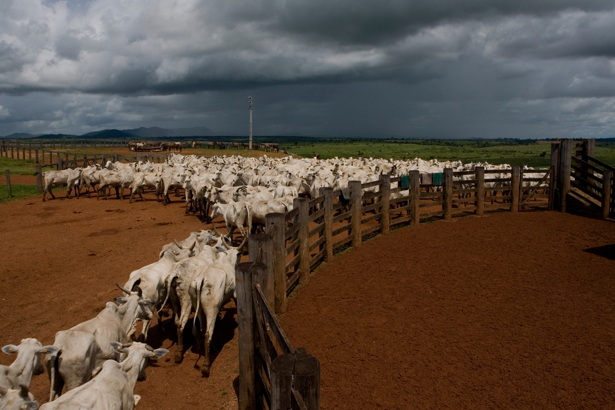 Cattle in the Espírito Santo livestock farm. Cattle ranching is the primary driver of forest destruction in the Brazilian Amazon.