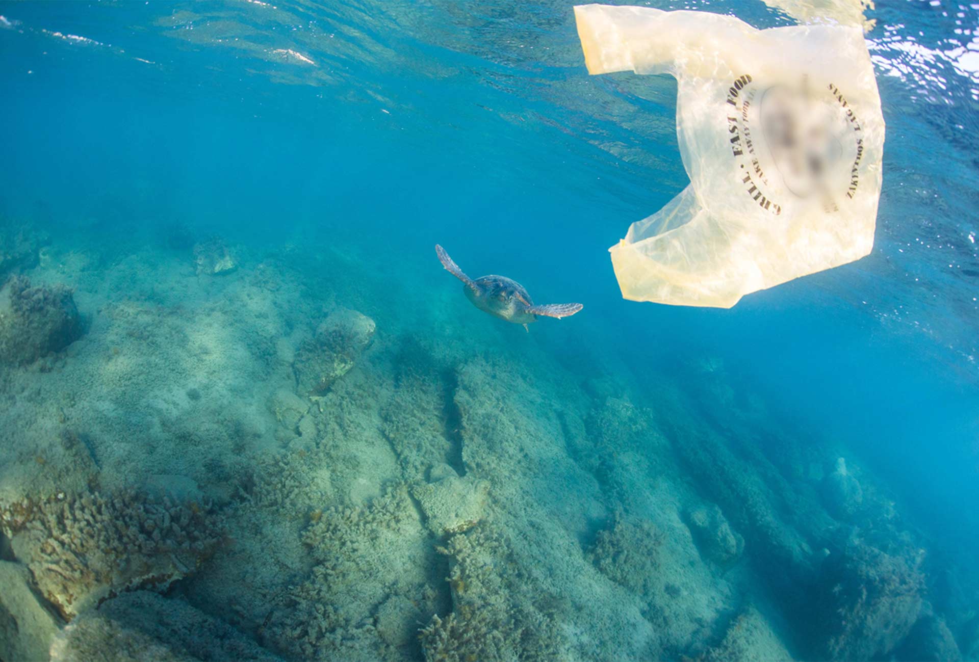 Beware false solutions to plastic bag crisis Greenpeace New Zealand
