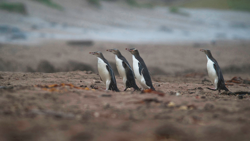 Hoiho, yellow-eyed penguins of New Zealand, penguin bycatch, New Zealand fishing industry