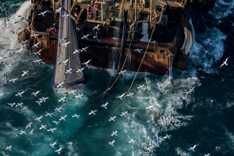 Trawling, herring, bottom trawling, deep sea trawling bycatch, what's the problem with bottom trawling